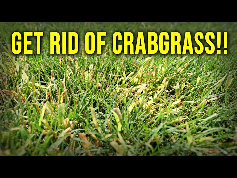 I Didn't Apply Pre-Emergent Now I Have Crabgrass...NOW WHAT???
