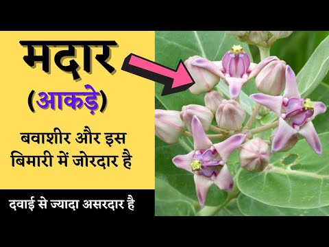 बवासीर का इलाज आयुर्वेदिक तरीके से | madar ke paudhe se kya hota hai | the jalebi