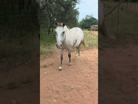 Breivilo Ludwig Ruiter: Permaculture Pioneer's Homestead Guide