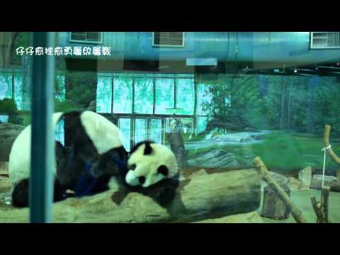 2014-11-26蚍蜉撼樹的圓仔: 圓圓母女溫馨激戰