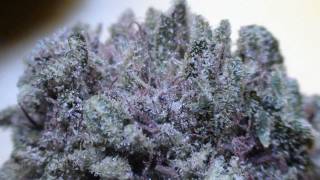 CCC Ep.39: Boost Flower/Hashes / SALT Tube