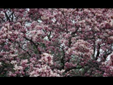 Fabio De Vivo - USA - Washington DC