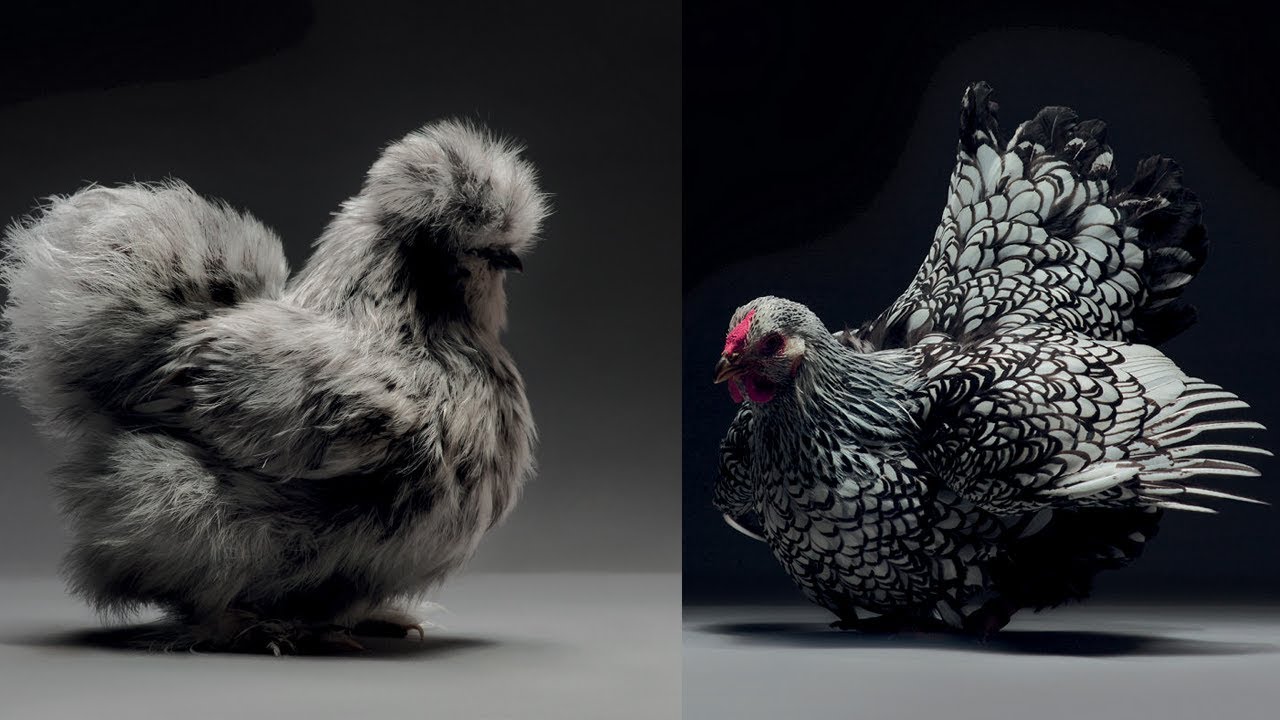 10+  Photos des ¨Plus Belles Races des Poules !!