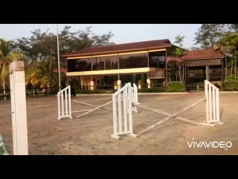 Equador lusitano stallion