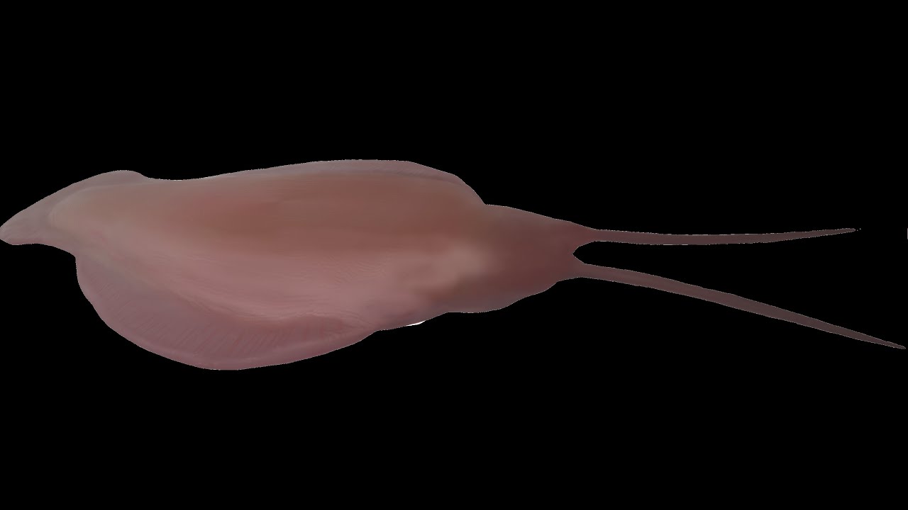 Гринландын эрэгт нууцлаг эртний тэнгисийн араатнуудын чулуужсан олдвор илэрлээ