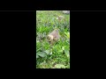 Nature And Music Are Beautiful Canadian Geese Goslings Historia De Un Amor By C Amaran Shorts