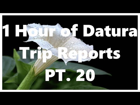 1 Hour of Datura Trip Reports Part 20