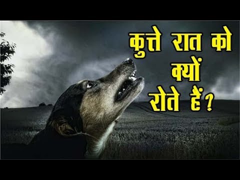 रात में घर के बाहर कुत्ते क्यों रोते रहते हैं, जानिए सच II Asal news रात में घर के बाहर कुत्ते क्यों रोते रहते हैं, जानिए सच II Asal news