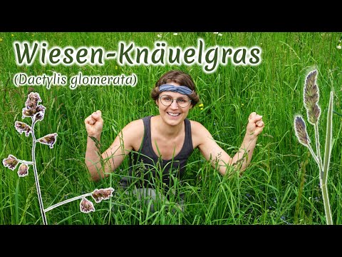 Wiesen-Knaulgras (Dactylis glomerata) - Artenporträt: Merkmale | Ökologie | Wissenswertes