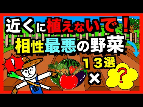 トマトの隣にどの花を植えますか?良い植物の組み合わせ  庭園