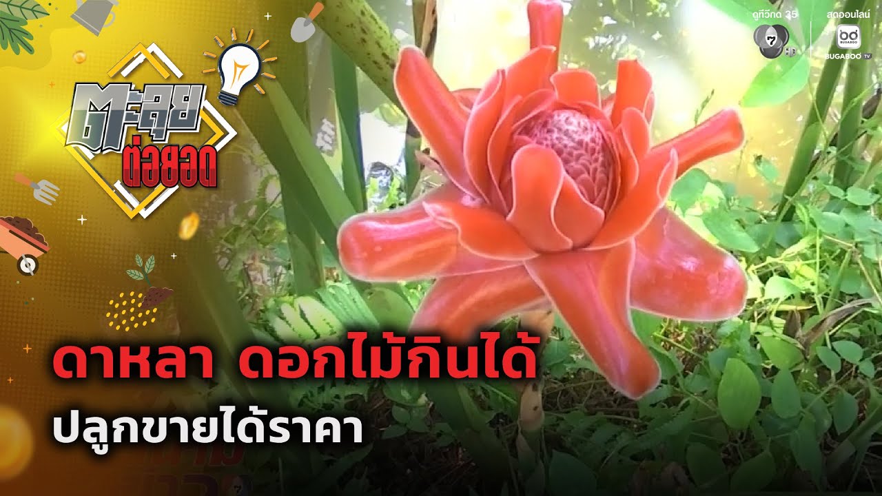 ดาหลา ดอกไม้กินได้ ปลูกขายได้ราคา | ตะลุยต่อยอด