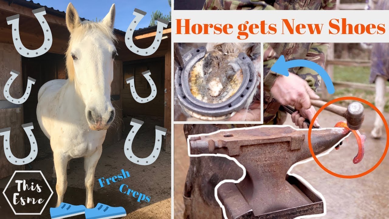 Horse gets New Shoes! | How Farriers shoe horses | This Esme