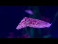 Cephalopods Octopuses And Cuttlefish For The Home Aquarium