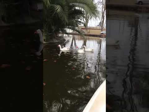 Entrando en calor 😂#riocuarto #cordoba #viral #shorts #patos #invierno #youtubeshorts