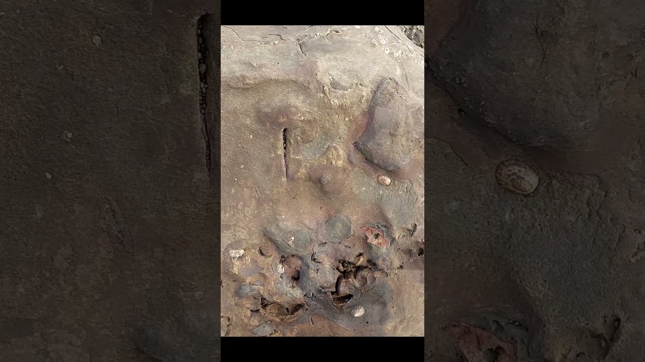 plesiosaur or mosasaur paddle bones #fossil #dinosaur #reptiles