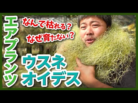 園芸 空気の娘たち、ティランジア