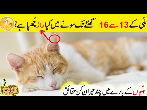 How Much Do Cats Sleep Per Day? | Unbelievable & unknown Cat Facts Urdu/Hindi| InformationAlarm360