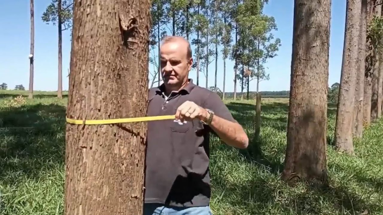 Aprenda o manejo correto das árvores em sistema ILPF