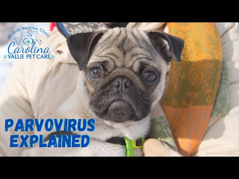 Parvovirus or "Parvo" Explained.