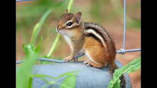 billie piper party on the phone (chipmunk)