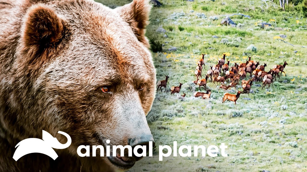 O imponente urso-cinzento | Parque Nacional Yellowstone | Animal Planet Brasil