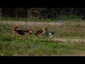 Rural Dog Mating dog meeting video in village for the summer season।। rural dogs first time speed