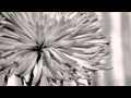 Fever - Takka Takka 