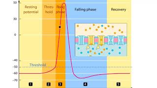 Phases of an Action Potential - Resting Potential, Threshold, Rising, Falling, &amp; Recovery Phases