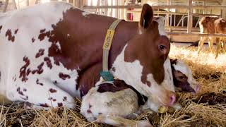 The Moral Maze of Milk – is your milk trashing the planet?