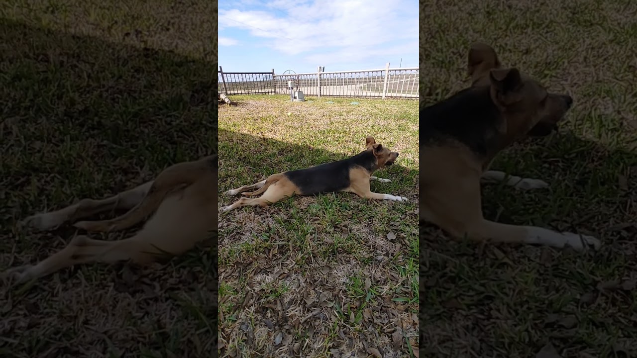 Enlarge Leona, an adopted mixed breed in East Hartford, CT video 6/6