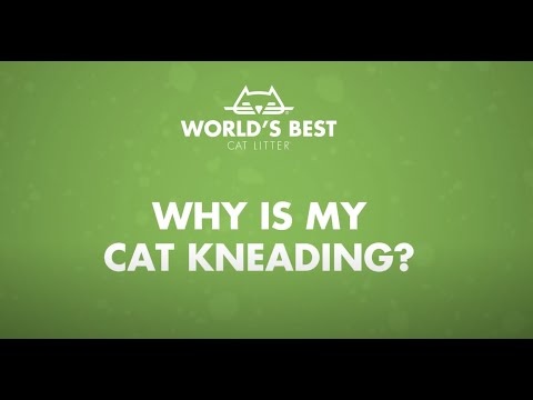 Why Your Cat Keeps Kneading