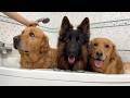 My Dogs Get A Spa Day Bath At Home What Can Go Wrong