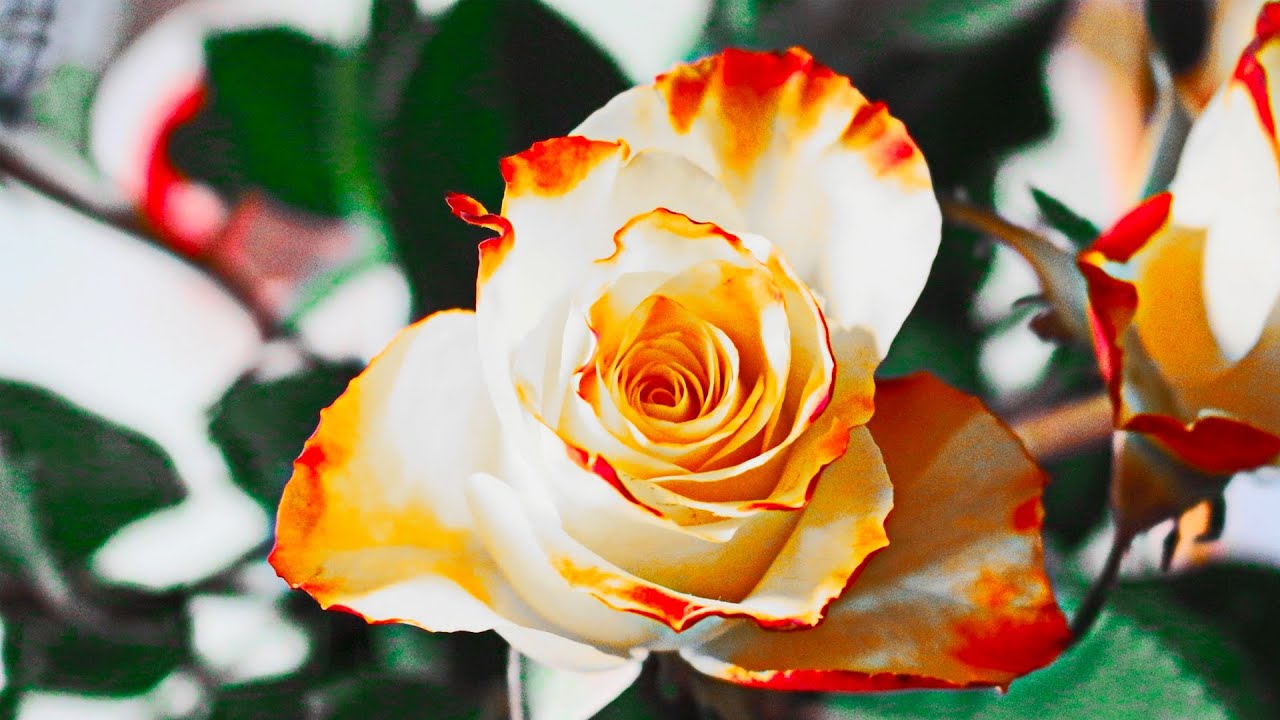 ITS PAINFUL Because You're In A Spiritual Battle (God Is Using This Pain To Prepare YOU) | C.S Lewis