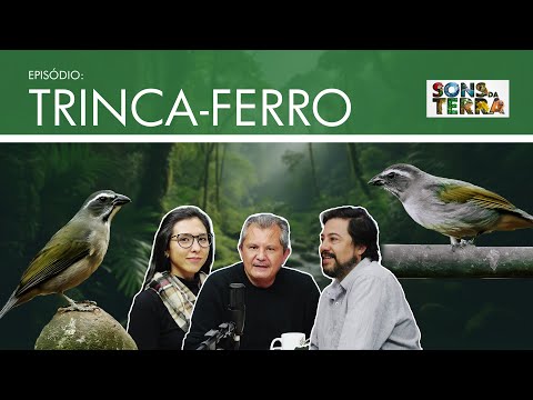 Trinca-ferro: um dos cantos mais apreciados do Brasil