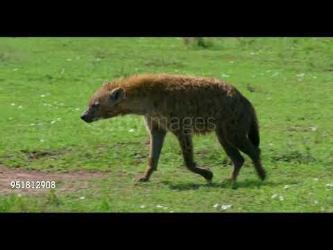 The Cheetah King Part 6: Elephant and Mammoth Graveyard