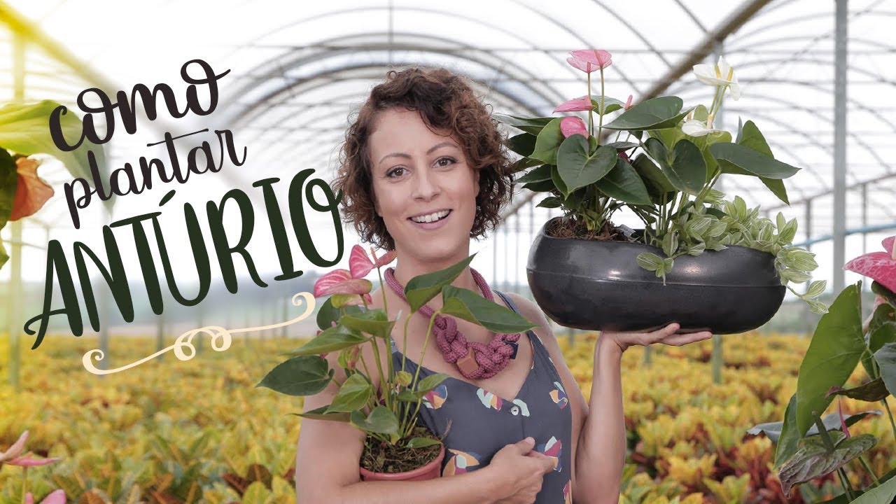 ANTÚRIO: saiba PLANTAR, fazer FLORIR e resolver PRAGAS e DOENÇAS