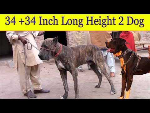2Biggest Bully Dogs In Punjab Pakistan By Nafa TV HD
