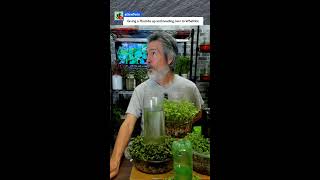 GROW FOOD FAST