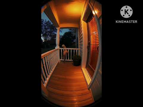 Best Funny Video - Funny Cat video#cat #trending #kitten #trending #shorts 