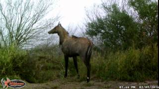 preview picture of video 'Bull Nilgai'