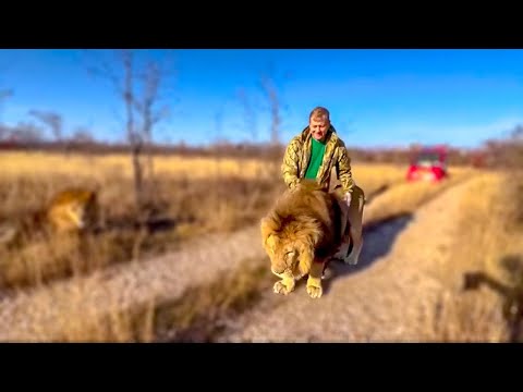 Des choses amusantes qui se sont produites lors de nos voyages chez les lions !