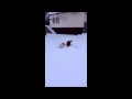 Snow Ho Ho