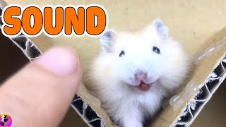 Hamster Sound Make Your Hamster Crazy | Hamster Sound Effects [High Quality]