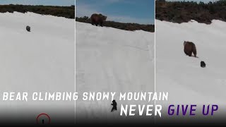 INSPIRATIONAL DISNEY | BEAR CLIMBING SNOWY MOUNTAIN | NEVER GIVE UP
