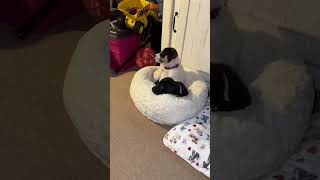 Video preview image #1 Labrador Retriever-Unknown Mix Puppy For Sale in Escondido, CA, USA