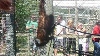 preview picture of video 'The Orangutans Nursery Group at Monkey World, Dorset, England'