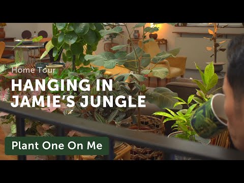Jamie's Jungle Houseplant Home Tour — Ep 148