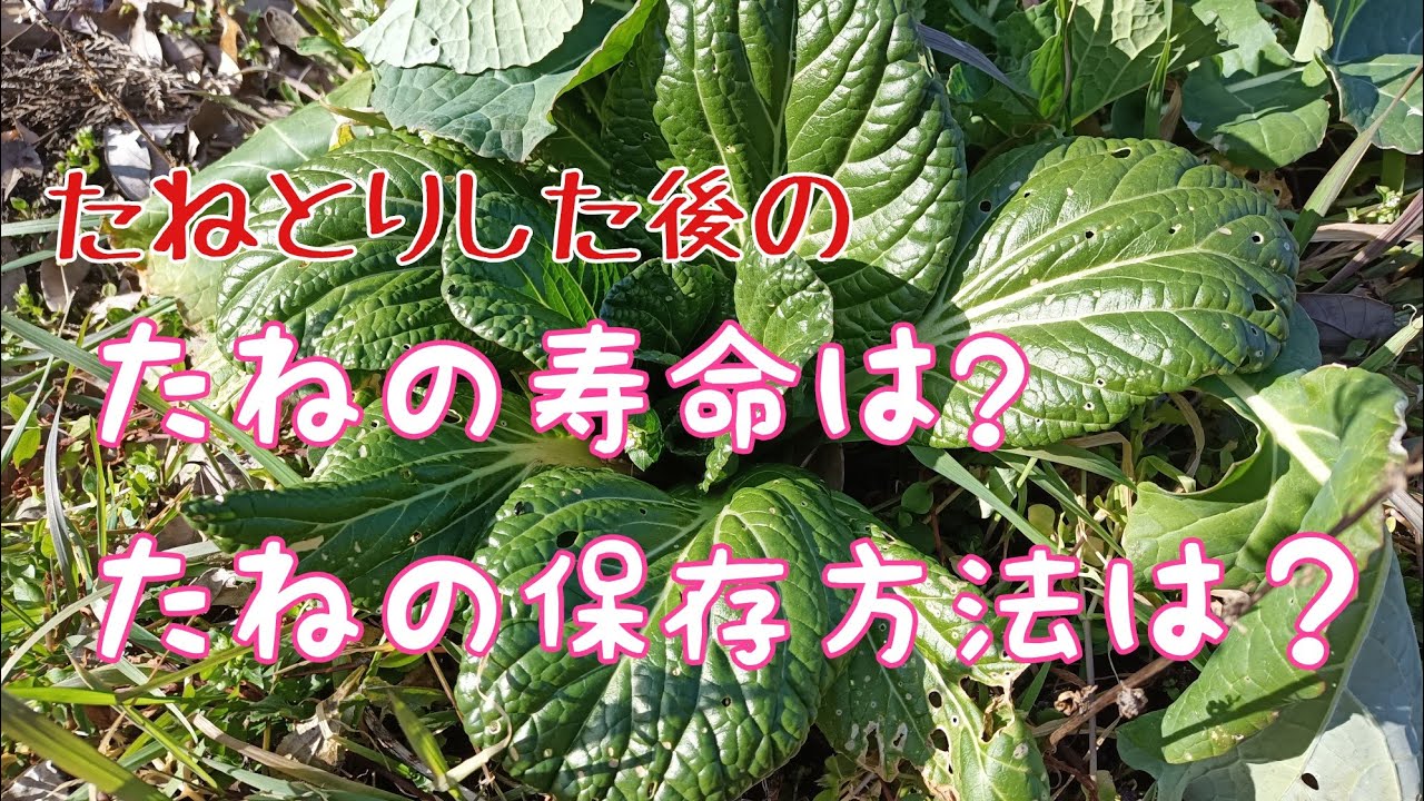 たねの寿命と上手な保管方法