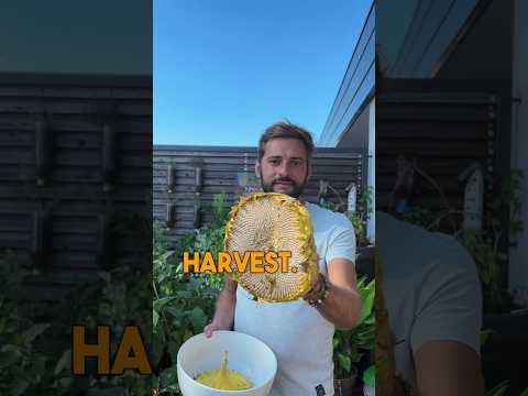 Grow huge Sunflowers in pots & enjoy harvesting the seeds 🌻 #flowers #gardening #sunflower