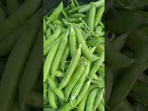 A grade fresh green peas, hdpe bag